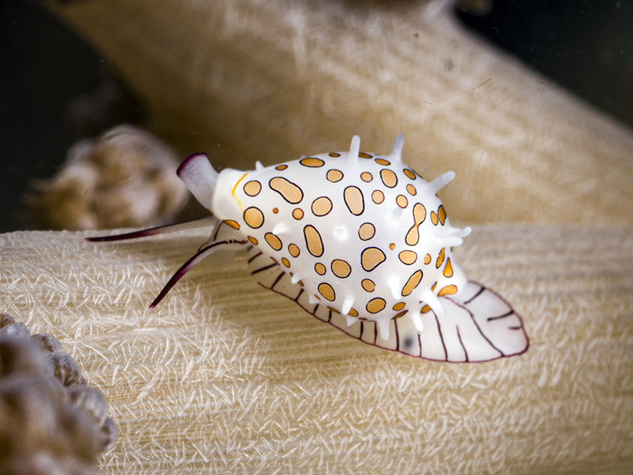 Diminovula aurantiomacula